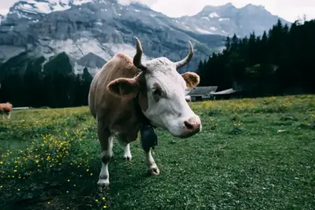 Aanvang van Zwitserse reizen: Aanschaf van tolvignet
