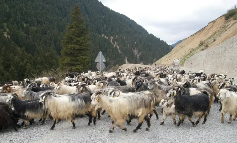 Sibiu-Făgăraș greitkelio statybos prasideda.